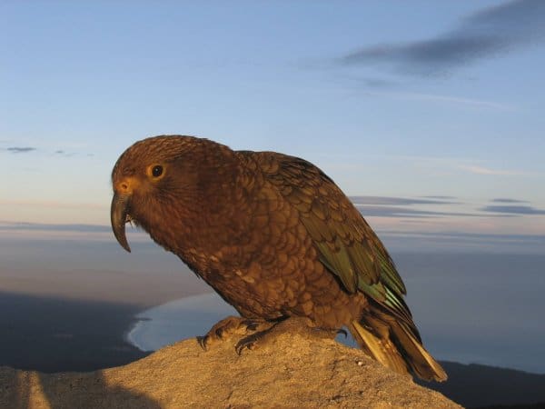 NZ Native Kea On The Tuatapere Hump Ridge Track 437